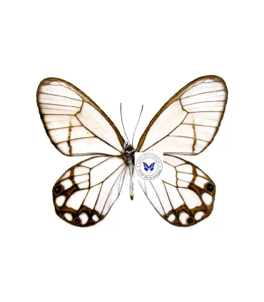 Satyrinae Pseudohaetera (Haetera) hypasia.