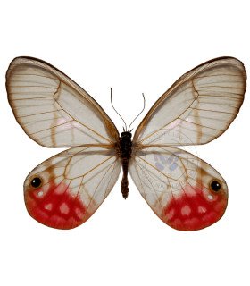 Satyrinae Pyreta fhantoma