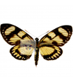 Castnia  heliconides