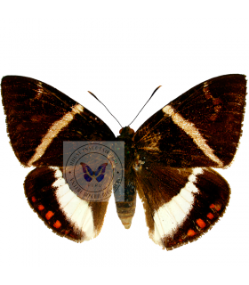 castnias