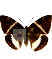 Castnia Licus