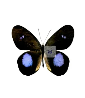 Satyrinae  Pierella Albofasciata