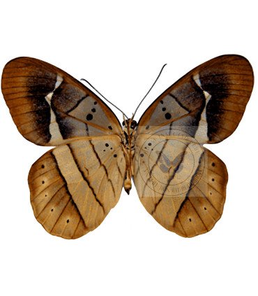 Satyrinae  Pierella Albofasciata