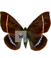 Castnia papilionaris