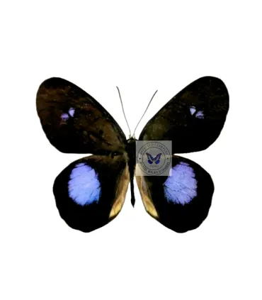 Satyrinae  Pierella Albofasciata