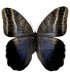 Brassolidae Caligo oileus umbratilis