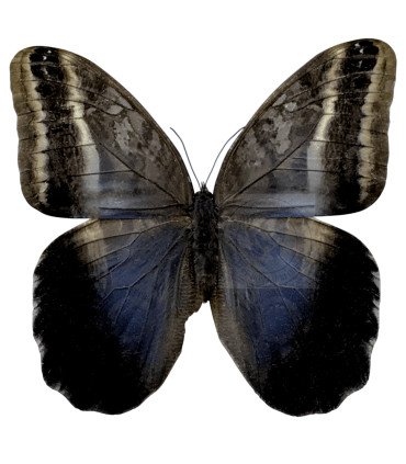 Brassolidae Caligo oileus umbratilis