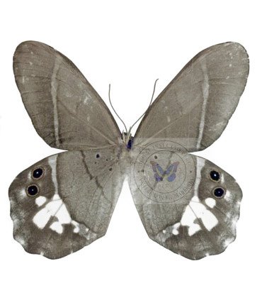 Satyrinae  Pierella Amalia