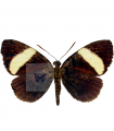 Castnia  peslagus A.1/A.1-