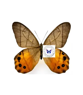 Satyrinae  Pierella Hyceta