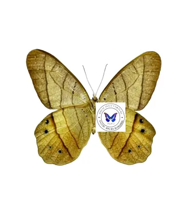 Satyrinae  Pierella Hyceta