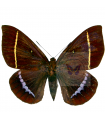 Castnia papilionaris A.1-/A.1-