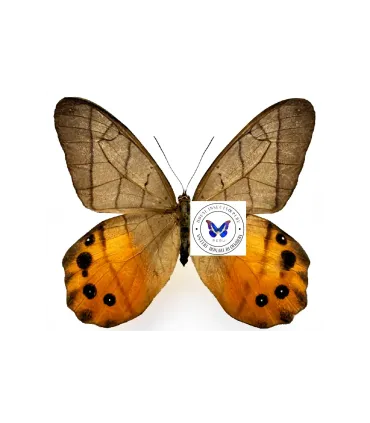 Satyrinae  Pierella Hyceta