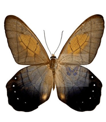 Satyrinae  Pierella lamia chalybaea