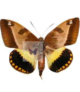 Castnias