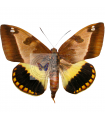 Castnia superba A.1/A.1-