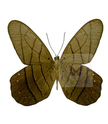 Satyrinae  Pierella lamia chalybaea