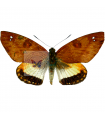 Castnia  therapon A.1/A.1-