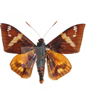 microcastnias