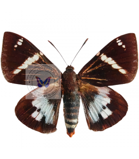 Micro.castnia  Pyrrhopygoides