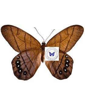 Satyrinae  Pierella lamia rhea