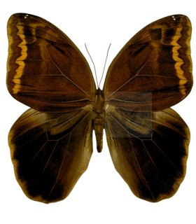 Brassolidae   Caligopsis seleucida