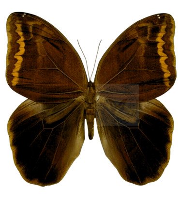 Brassolidae   Caligopsis seleucida