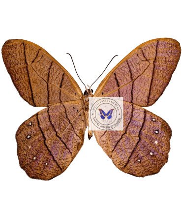 Satyrinae  Pierella lamia rhea