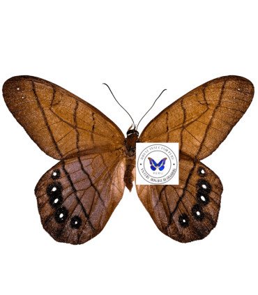 Satyrinae  Pierella lamia rhea