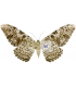 NOCTUIDAE