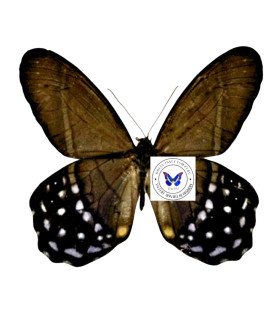 Satyrinae  Pierella lena