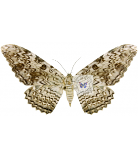 NOCTUIDAE