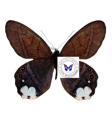 Satyrinae  Pierella astyoche lucia