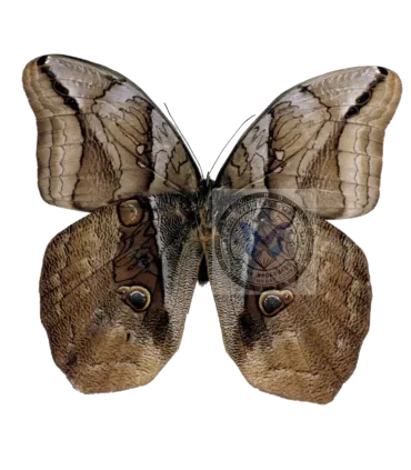 Brassolidae   Caligopsis seleucida