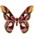 SATURNIIDAE