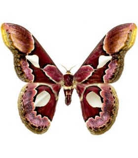 SATURNIIDAE