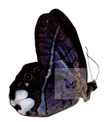 Satyrinae  Pierella astyoche lucia