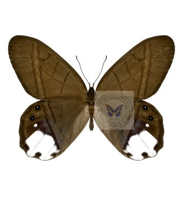 Satyrinae  Pierella astyoche lucia