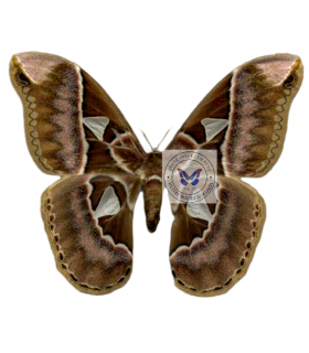SATURNIIDAE