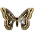 SATURNIIDAE