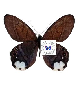 Satyrinae  Pierella astyoche lucia