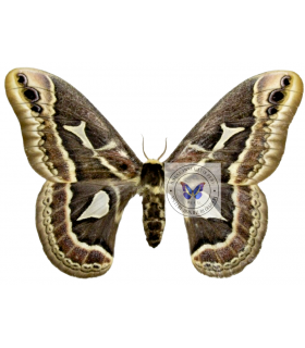 SATURNIIDAE