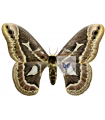 Rothschildia condor