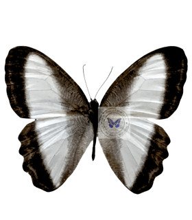 Satyrinae Oressinoma typhia