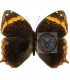BRASSOLIDAE