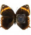 Opoptera aorsa