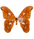 SATURNIIDAE