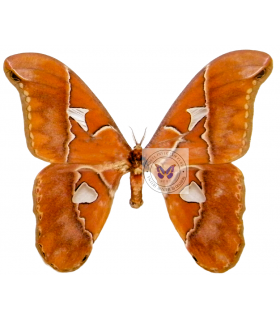 SATURNIIDAE