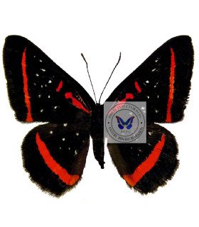 Riodinidae Amarynthis Meneria