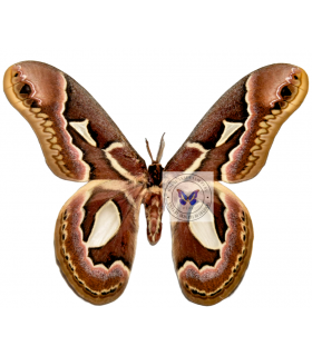 SATURNIIDAE